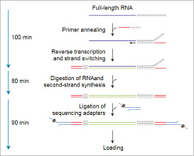 Набор для прямого секвенирования кДНК, Direct cDNA Sequencing Kit